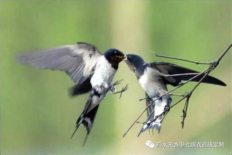 燕子代表什麼|中國吉祥元素—燕子